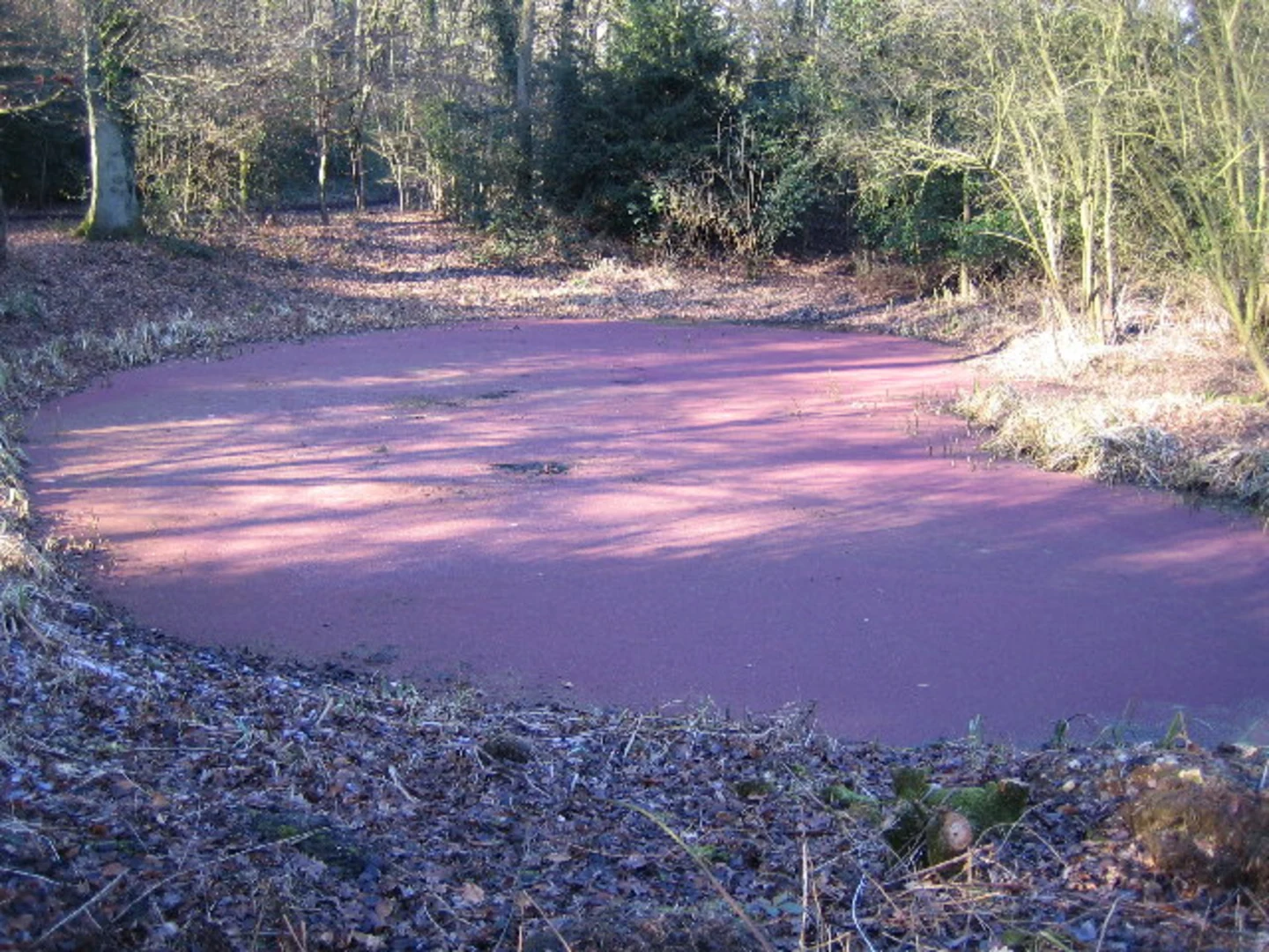 An image depicting the trail Chipperfield Common and Woodmans Wood via Chess Valley Walk and Hertfordshire Way and its surrounding area.