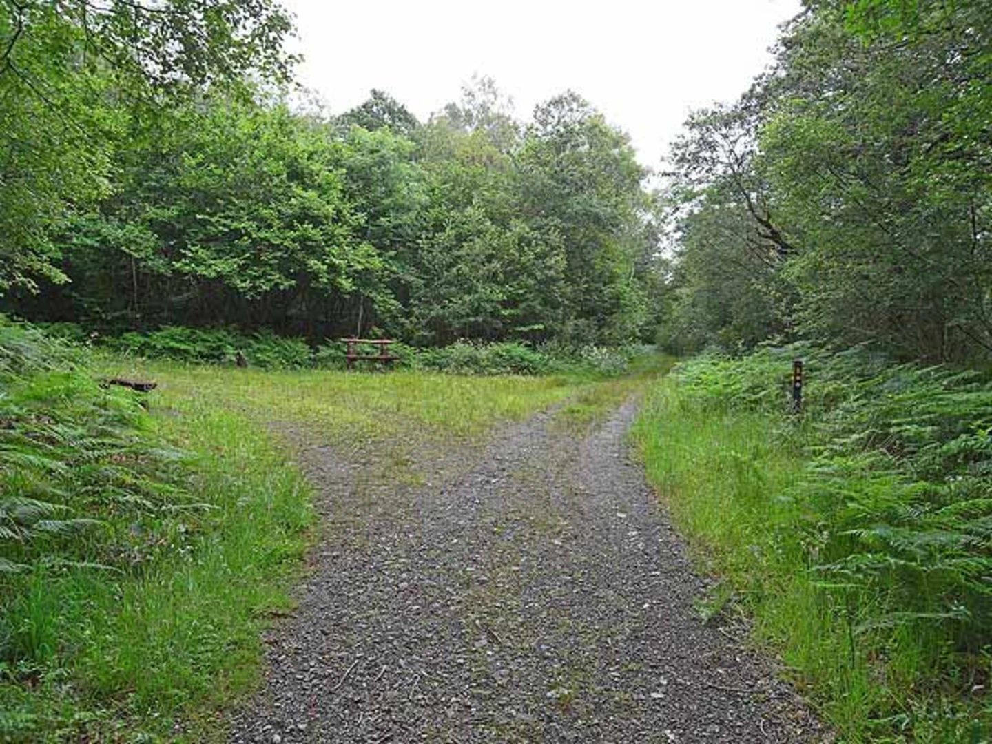 An image depicting the trail Brackloon Woods Loop and its surrounding area.