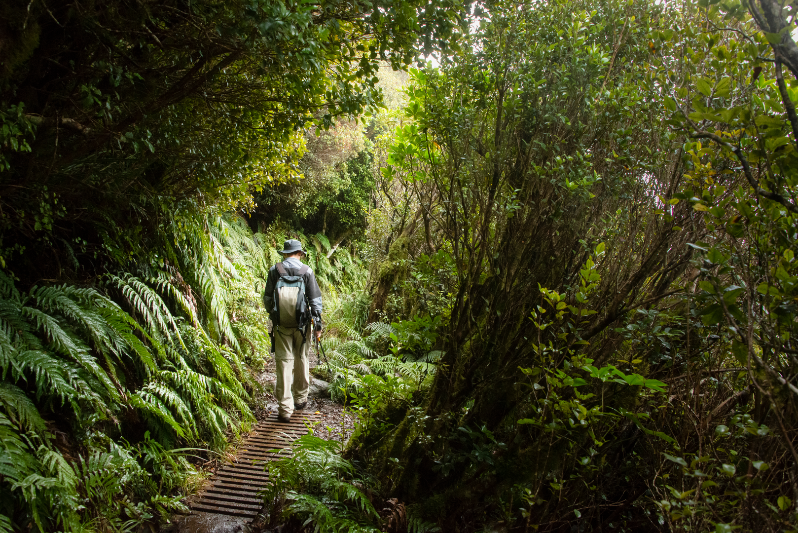 An image depicting the trail Pouakai Crossing and its surrounding area.