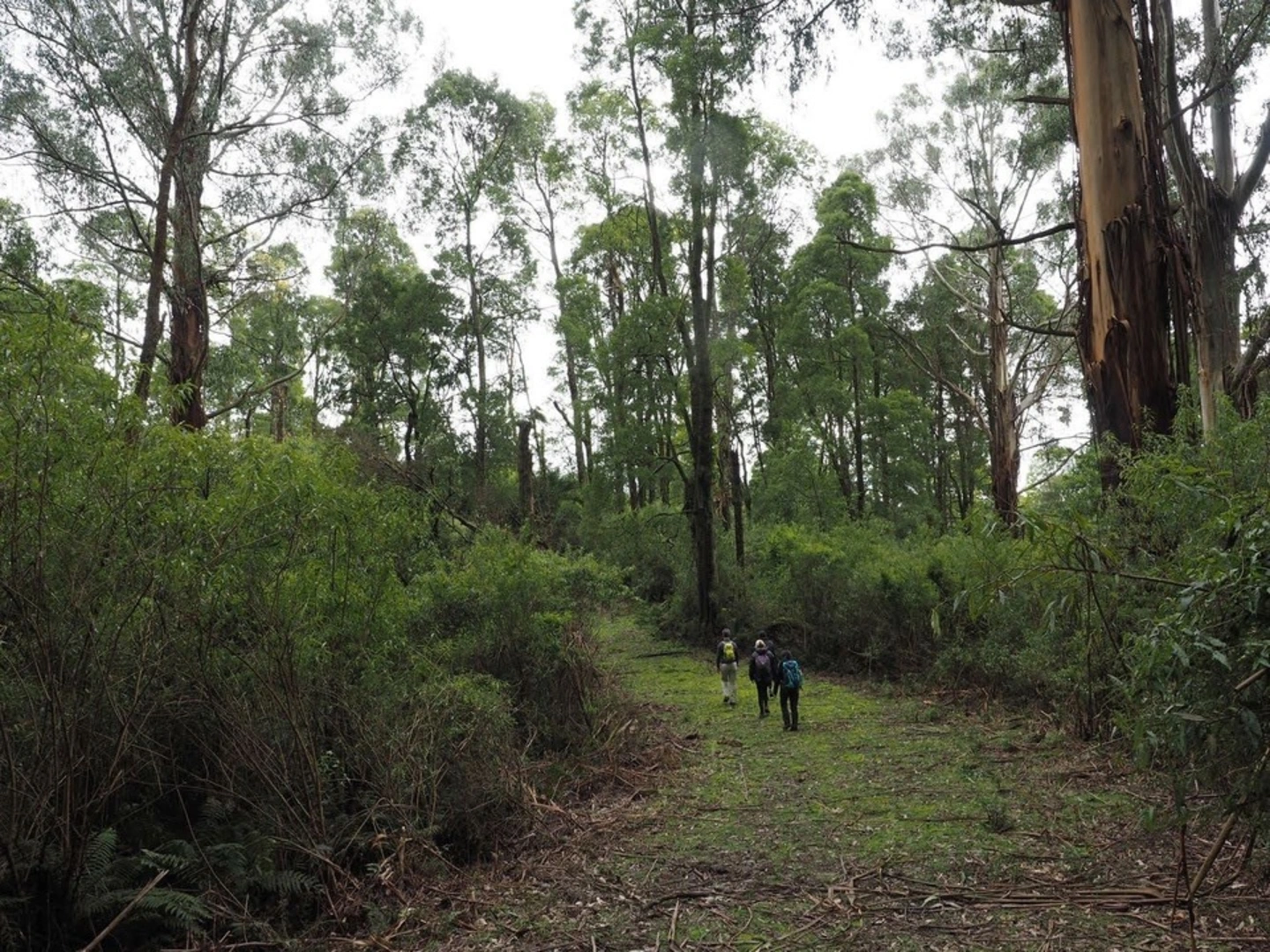 An image depicting the trail Mount Worth Moonlight Circuit and its surrounding area.