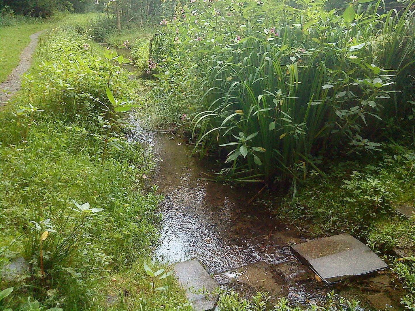 An image depicting the trail Herrenstrunder Teich via Herrenstrunden Rundweg and Geopfad Berg and its surrounding area.