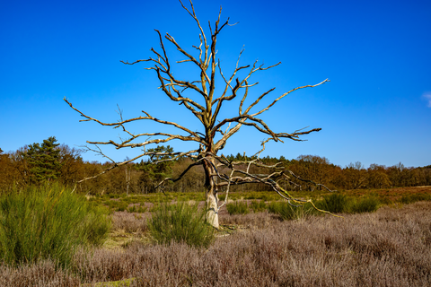 Herkenbosscher Heide and Aan de Blauwe Steen Loop