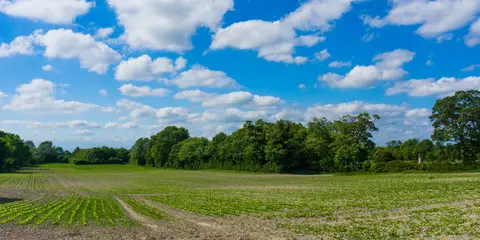 Swaffham Prior and Devil's Dyke from Reach