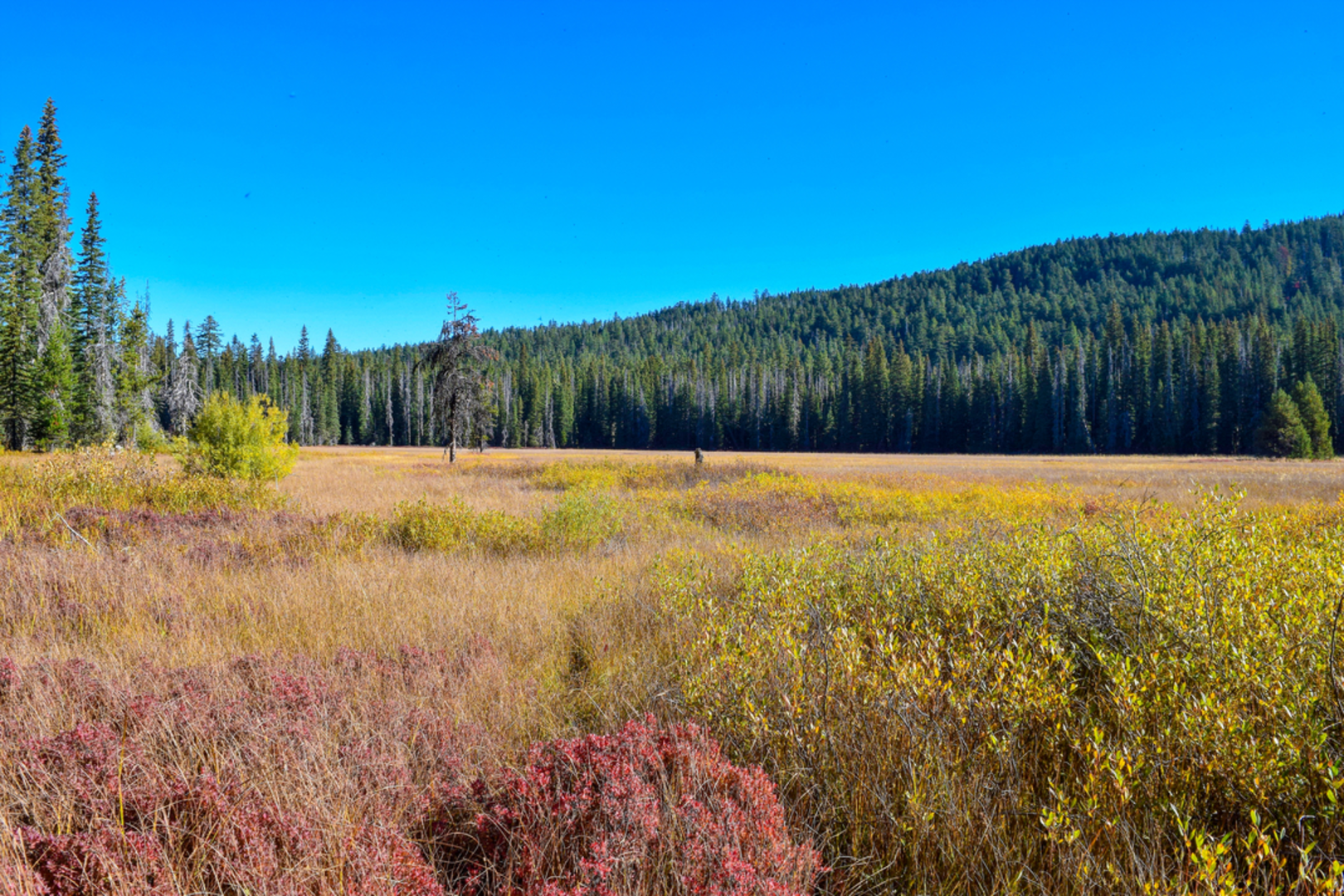 An image depicting the trail Lodgepole Trail and its surrounding area.