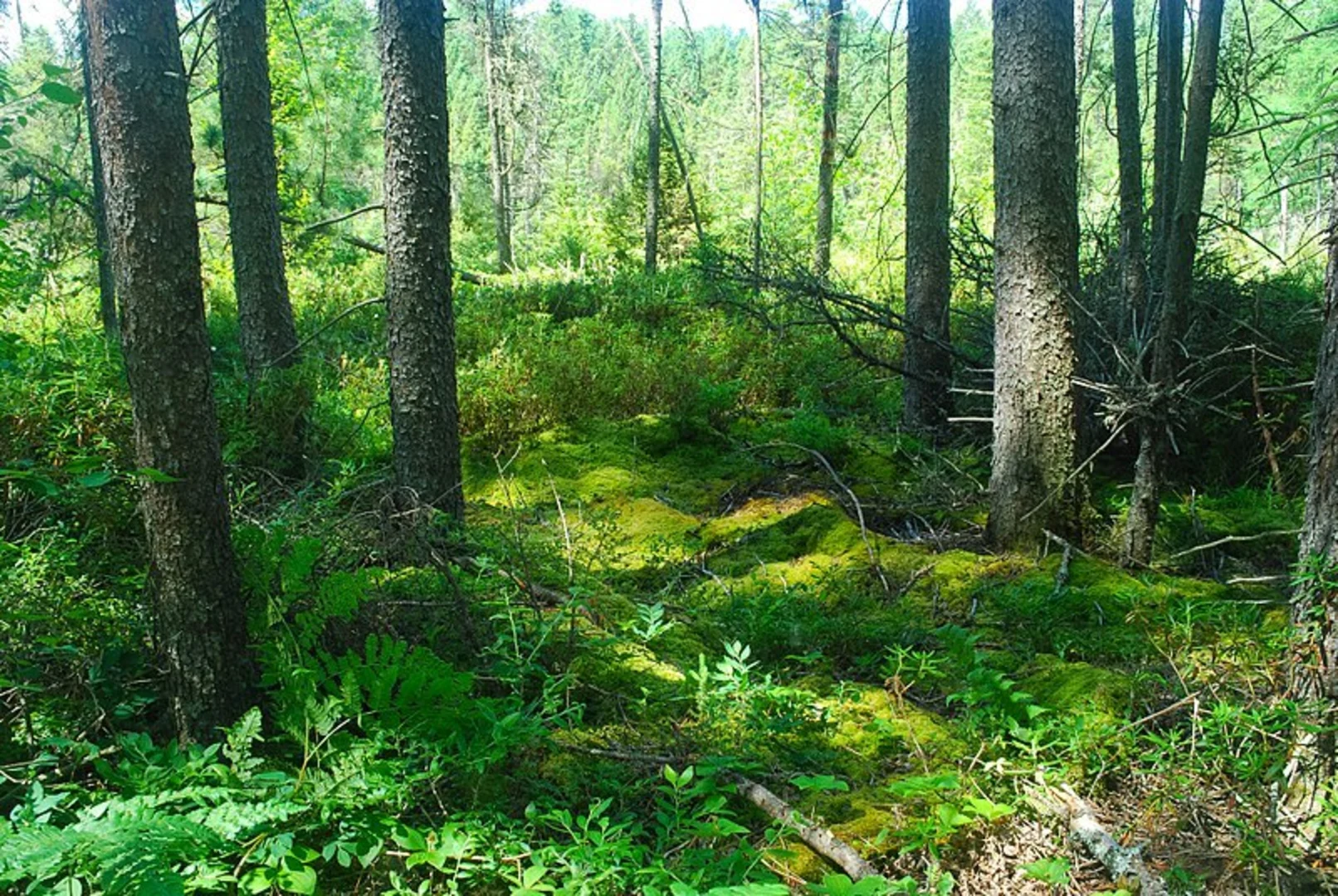 An image depicting the trail Blackjack Springs via Whispering Lake Trail and its surrounding area.