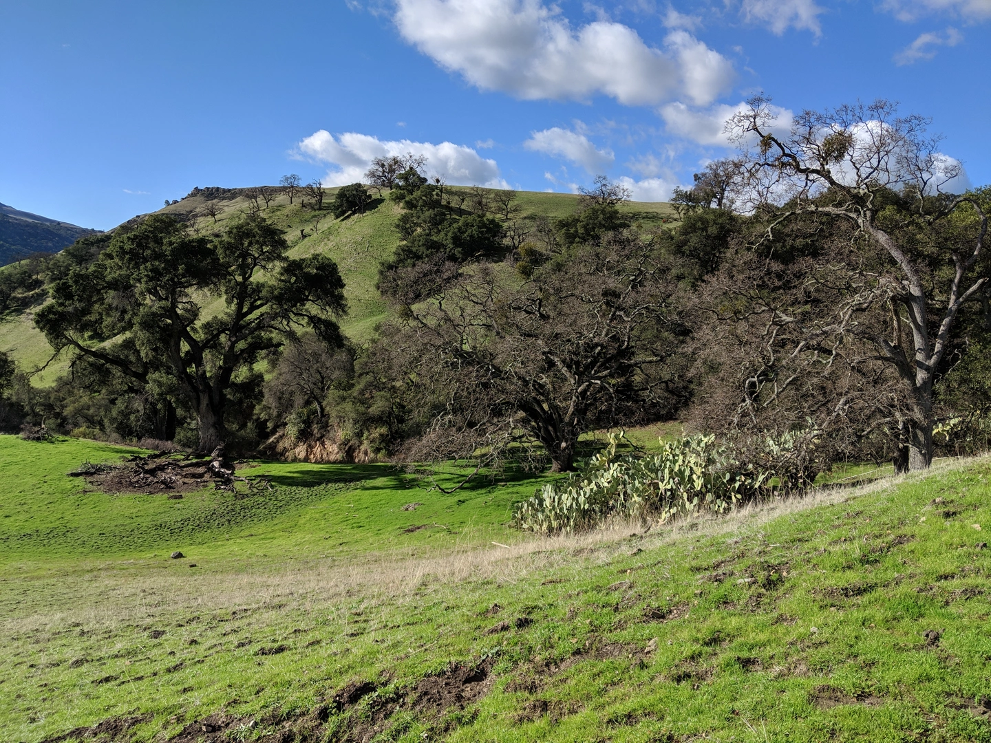 An image depicting the trail Eagle View and Indian Joe Creek Loop and its surrounding area.