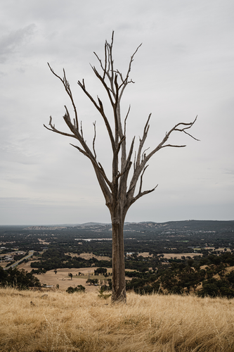 Huon Hill Track