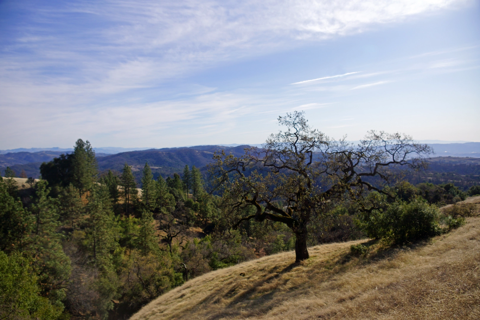 An image depicting the trail Middle Ridge Trail via Flat Frog Trail and Middle Ridge Trail and its surrounding area.