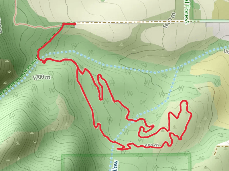 Wayne's Loop