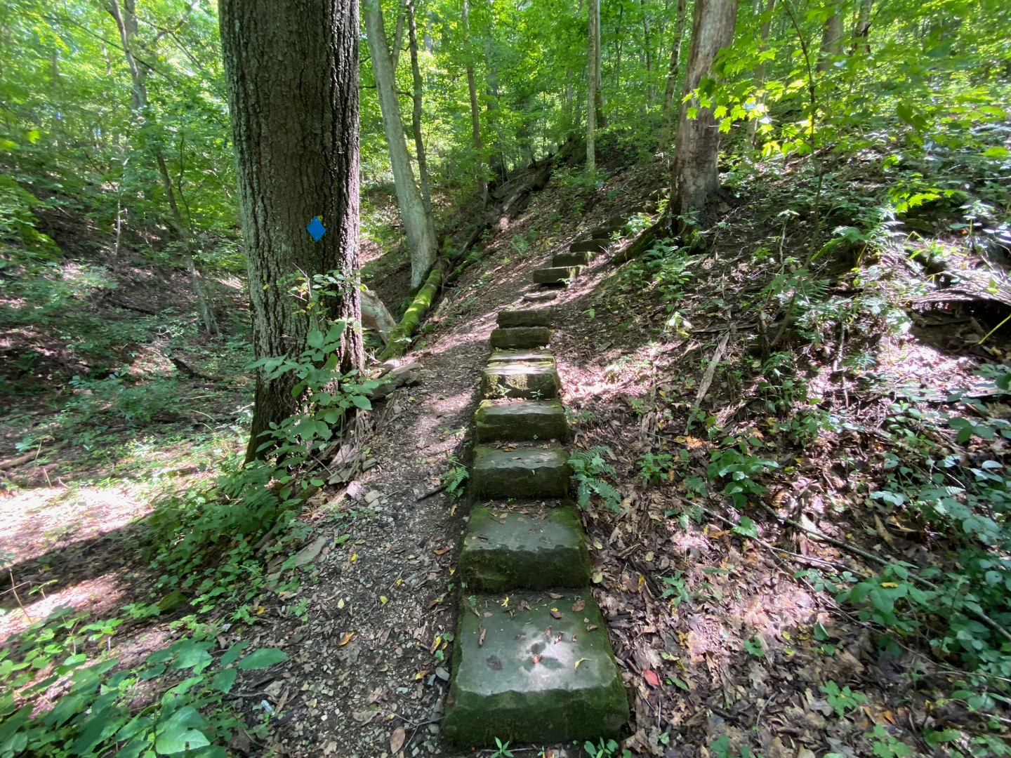 An image depicting the trail Cool Sprint Trail and its surrounding area.