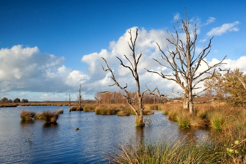 Ter Horsterzand, Witten veen and Groote Veen Loop