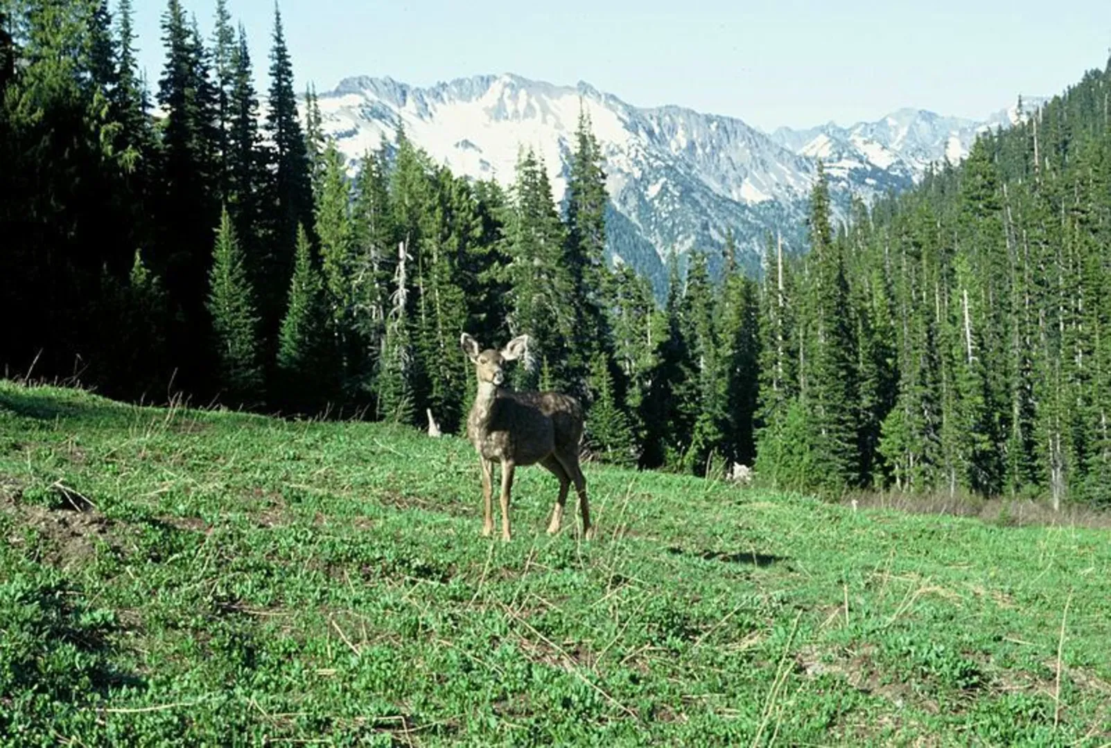 An image depicting the trail Dosewallips River via Dosewallips Road Trail and its surrounding area.