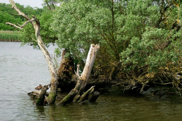 Rockland Broad and River Yare in Claxton Park