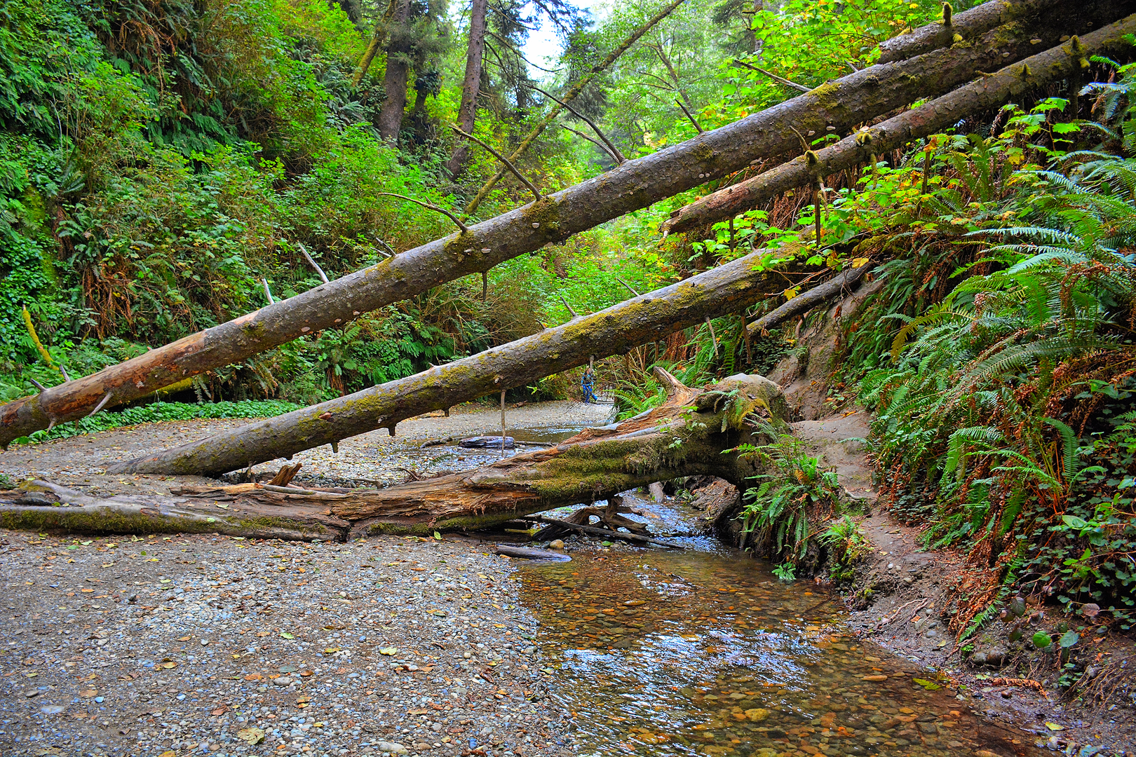 An image depicting the trail Rhododendron and CREA Trail and its surrounding area.