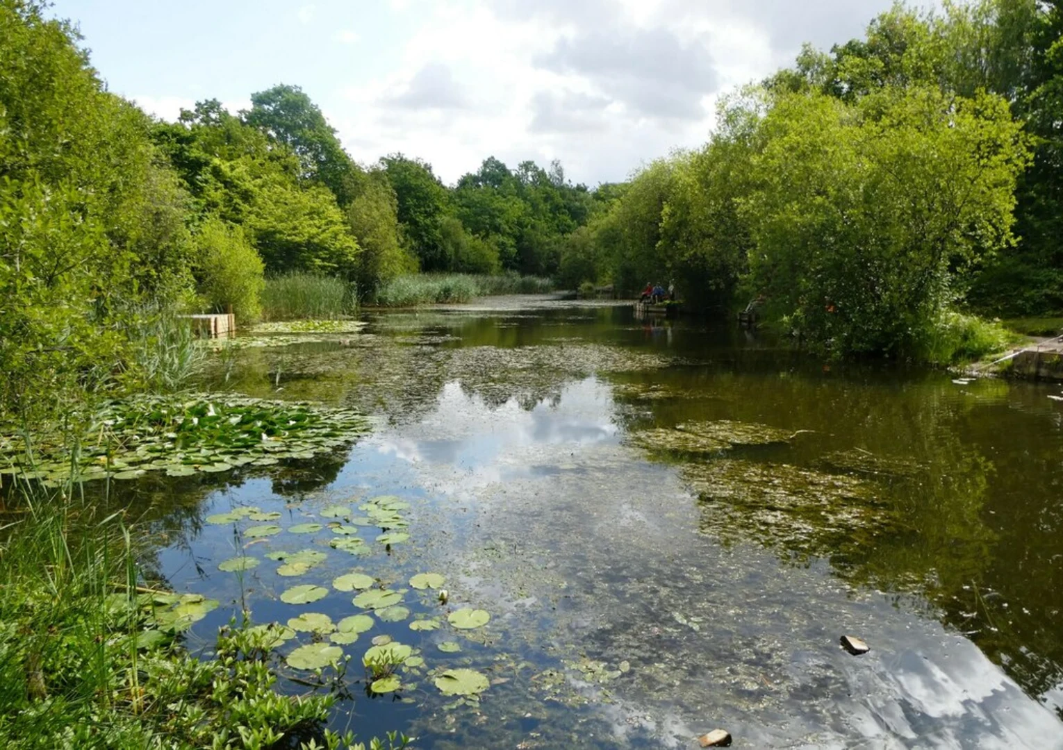 An image depicting the trail Shorne Woods Country Park Loop and its surrounding area.
