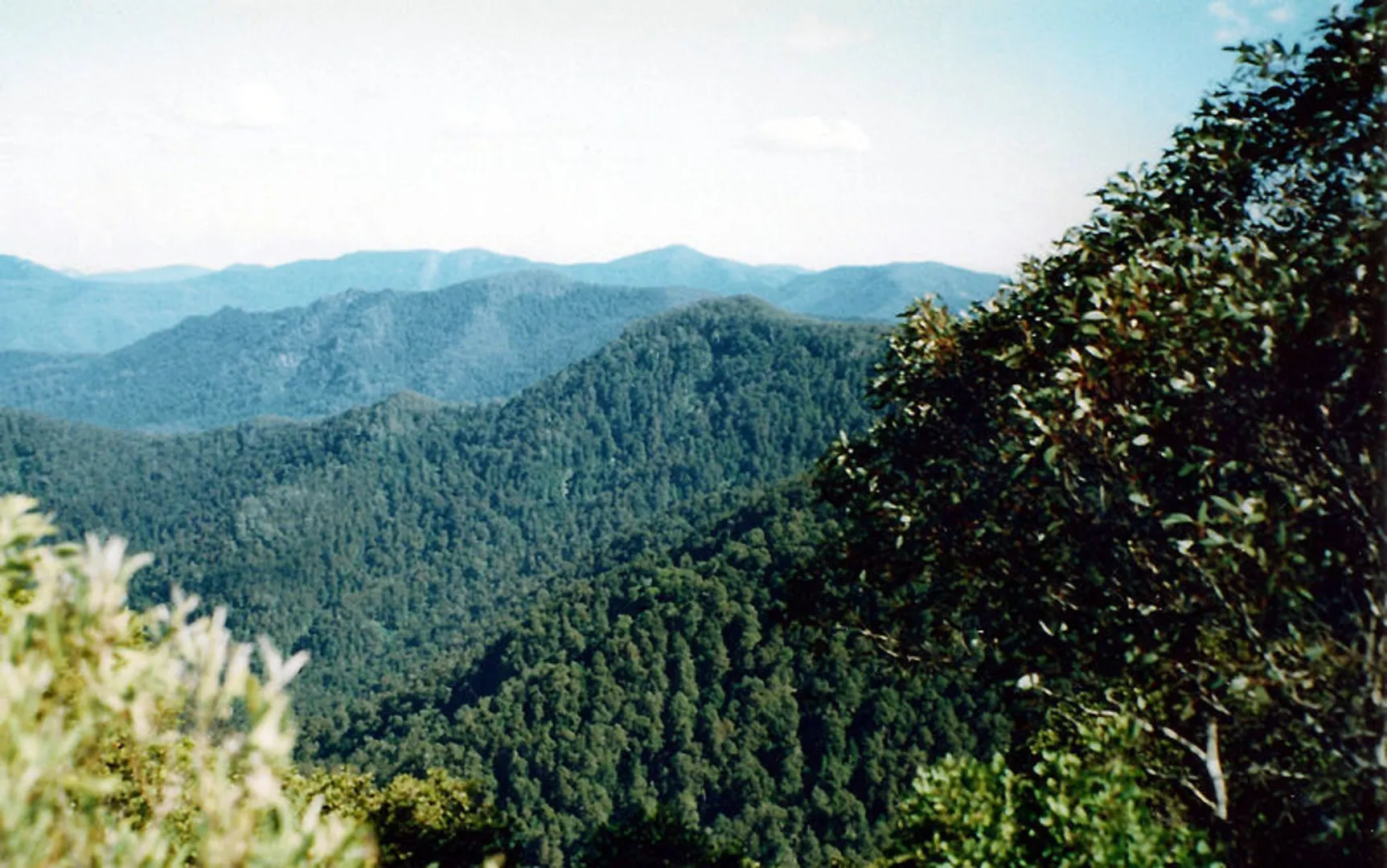 An image depicting the trail Careys Peak Track and its surrounding area.