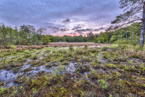 Friese Woudenpad