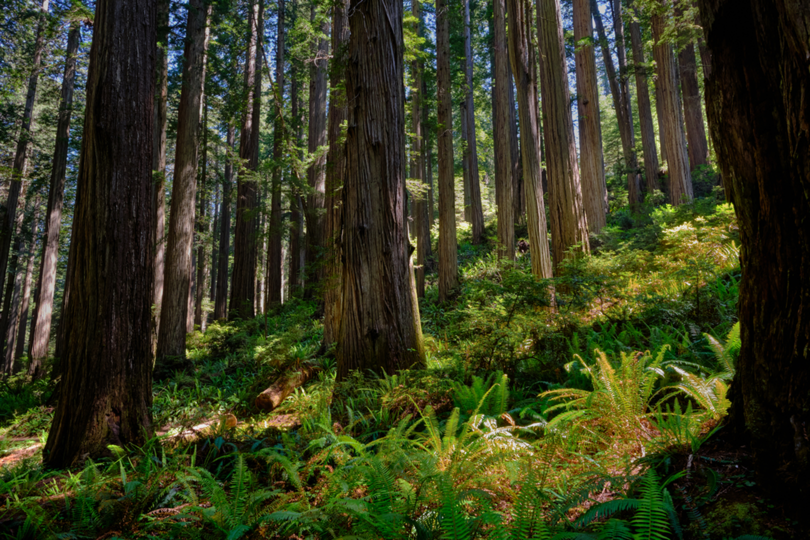 An image depicting the trail Stout Memorial Grove Trail and its surrounding area.