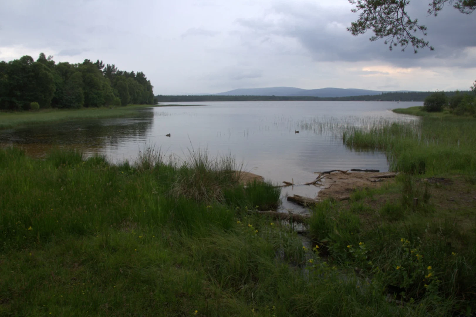 An image depicting the trail Pine Knoll Trail and its surrounding area.