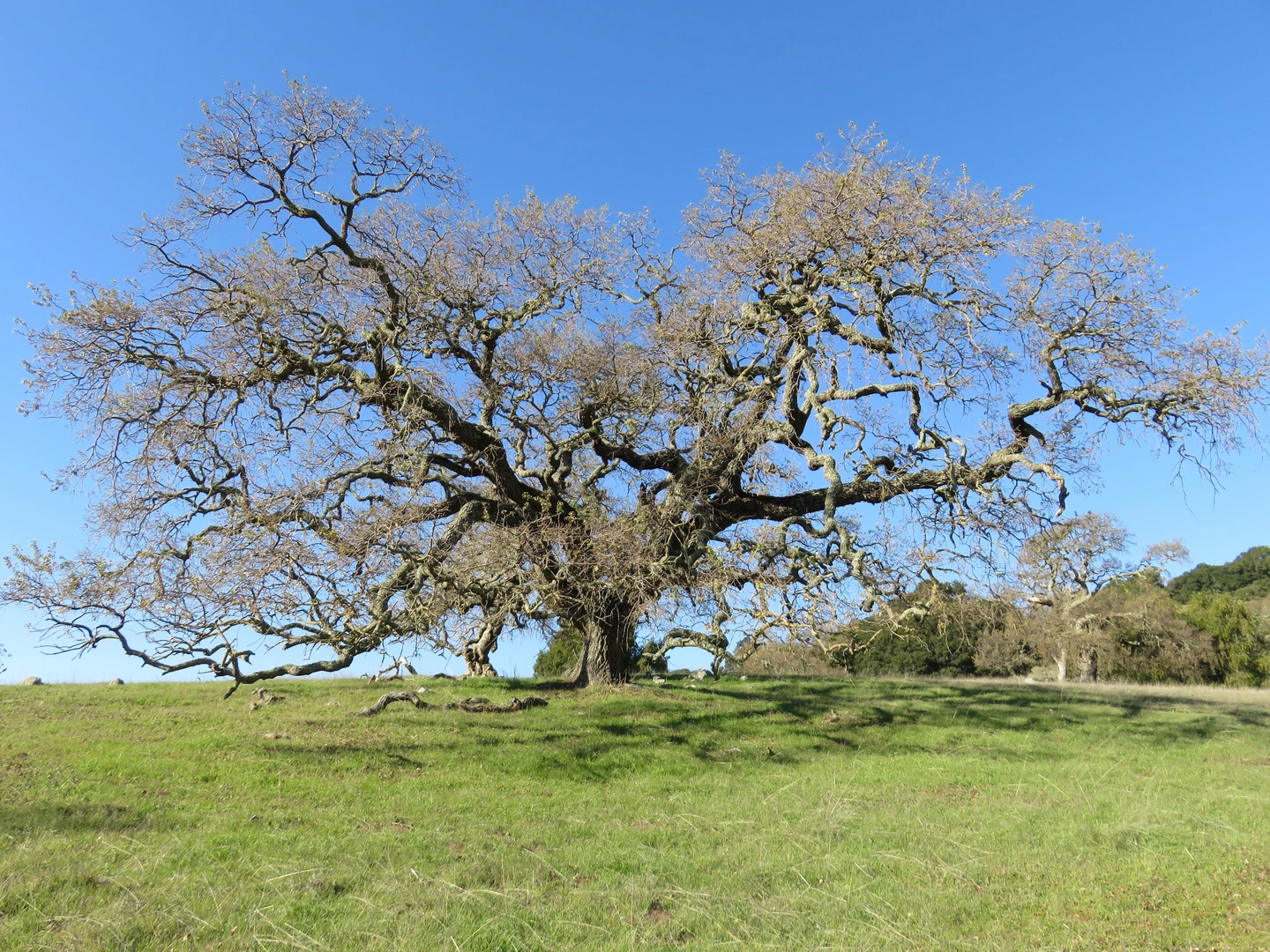 An image depicting the trail Dwarf Oak Loop Trail and its surrounding area.