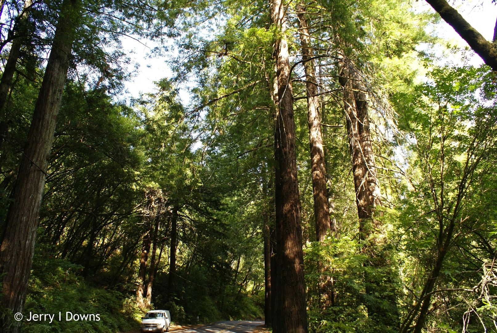 An image depicting the trail Shafter Grade, Bolinas Ridge and Cross Marin Loop Trail and its surrounding area.