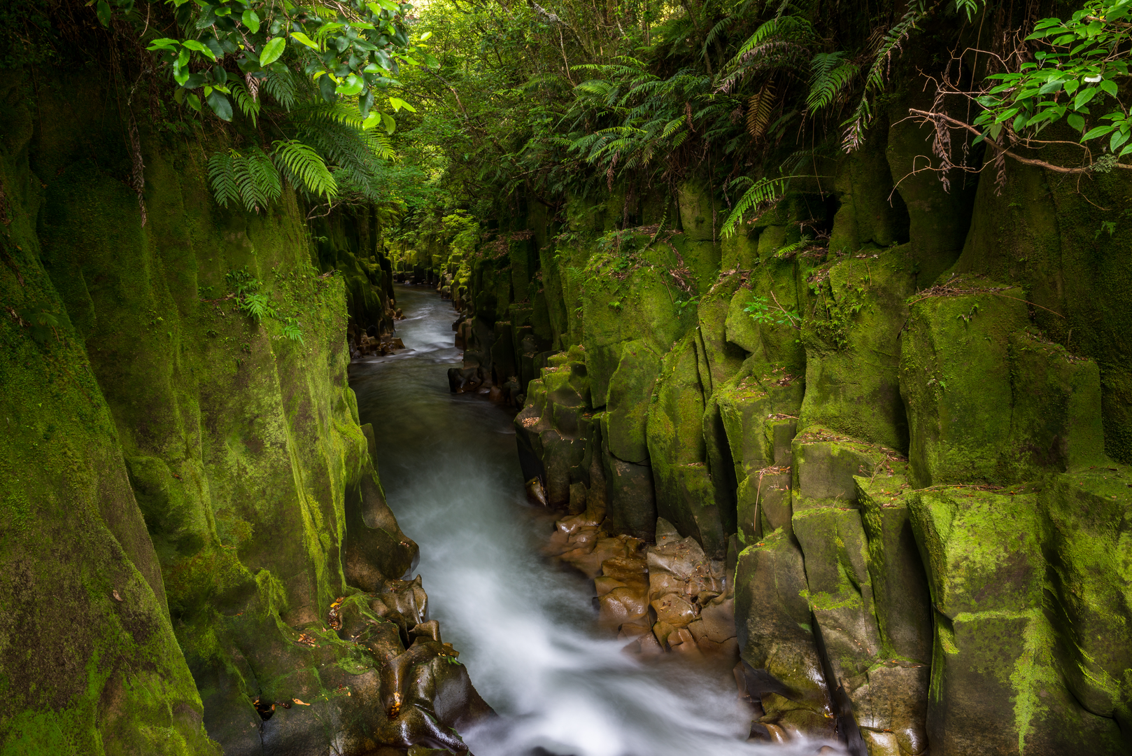 An image depicting the trail Lower Whirinaki Track and its surrounding area.