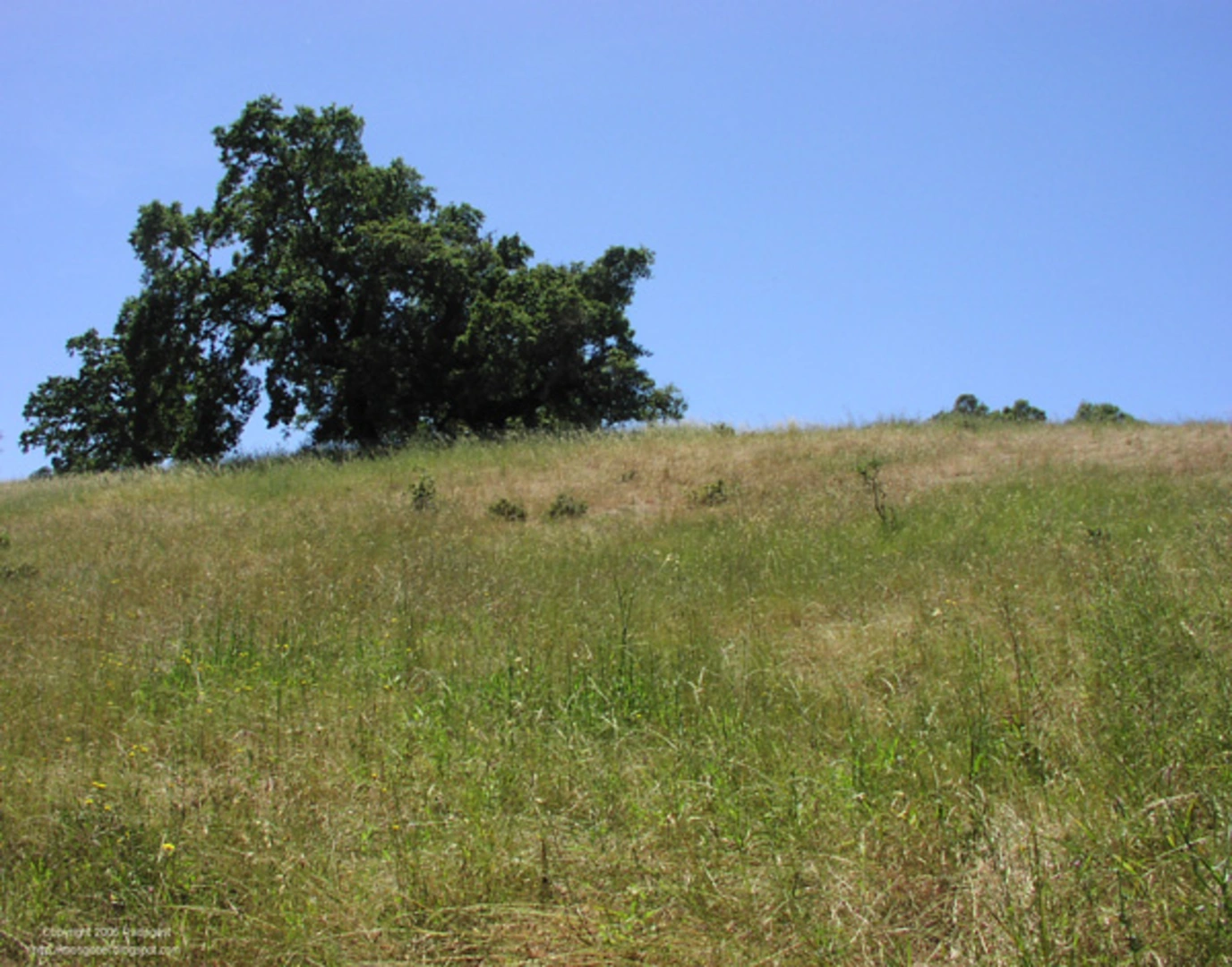 An image depicting the trail Arastradero Lake - Wild Rye - Juan Bautista de Anza Loop Trail and its surrounding area.