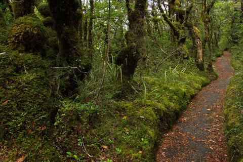 Whakapapaiti Loop Trail