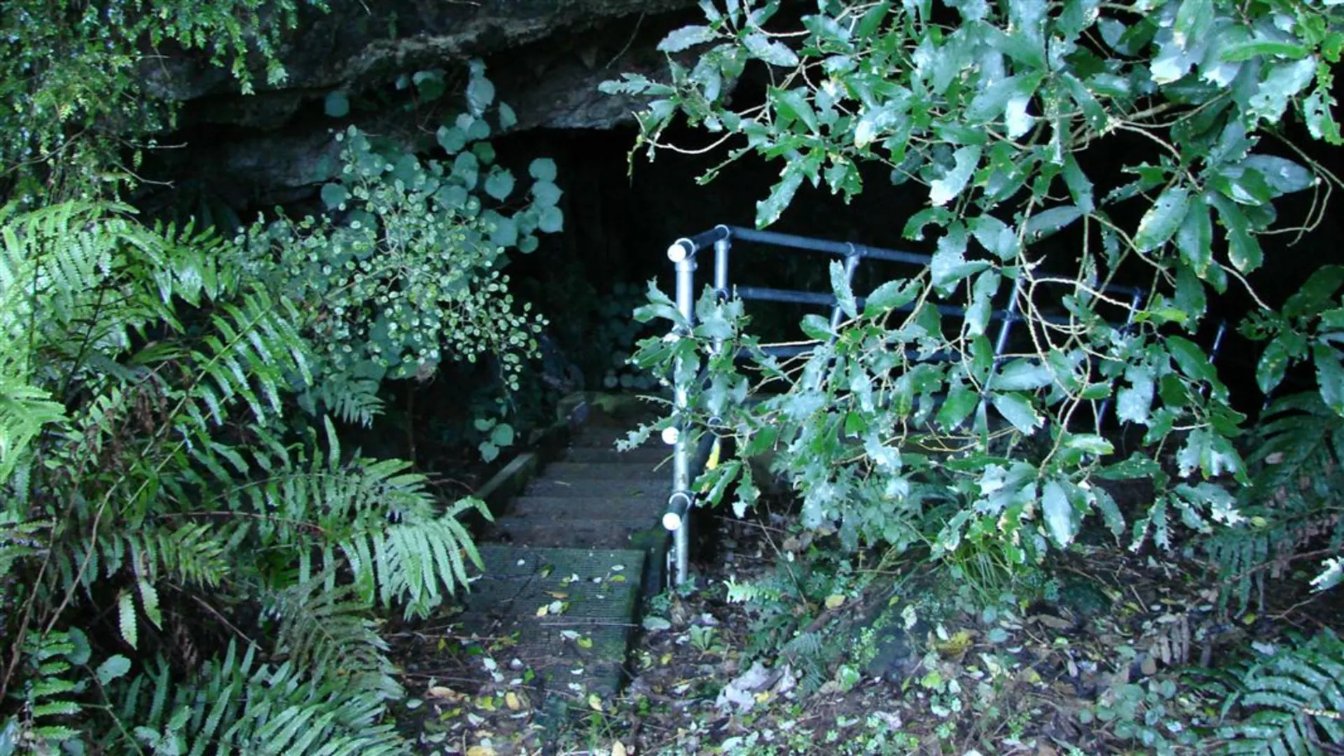 An image depicting the trail Mangaone Caves Track and its surrounding area.