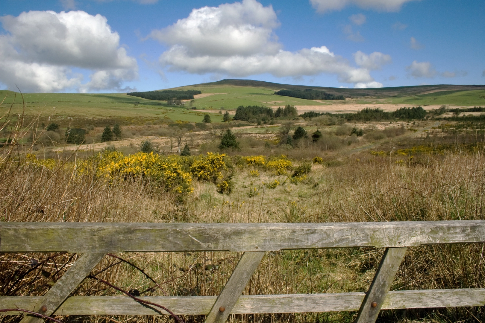 An image depicting the trail Rosebush Walk and its surrounding area.