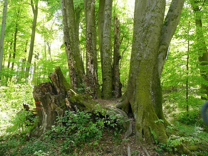 Mallendarer Bachtal Loop