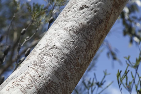 Wallaroo Walking Track