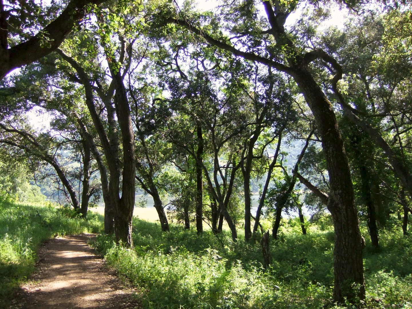 An image depicting the trail Coyote Ridge and Mummy Mountain Trail and its surrounding area.