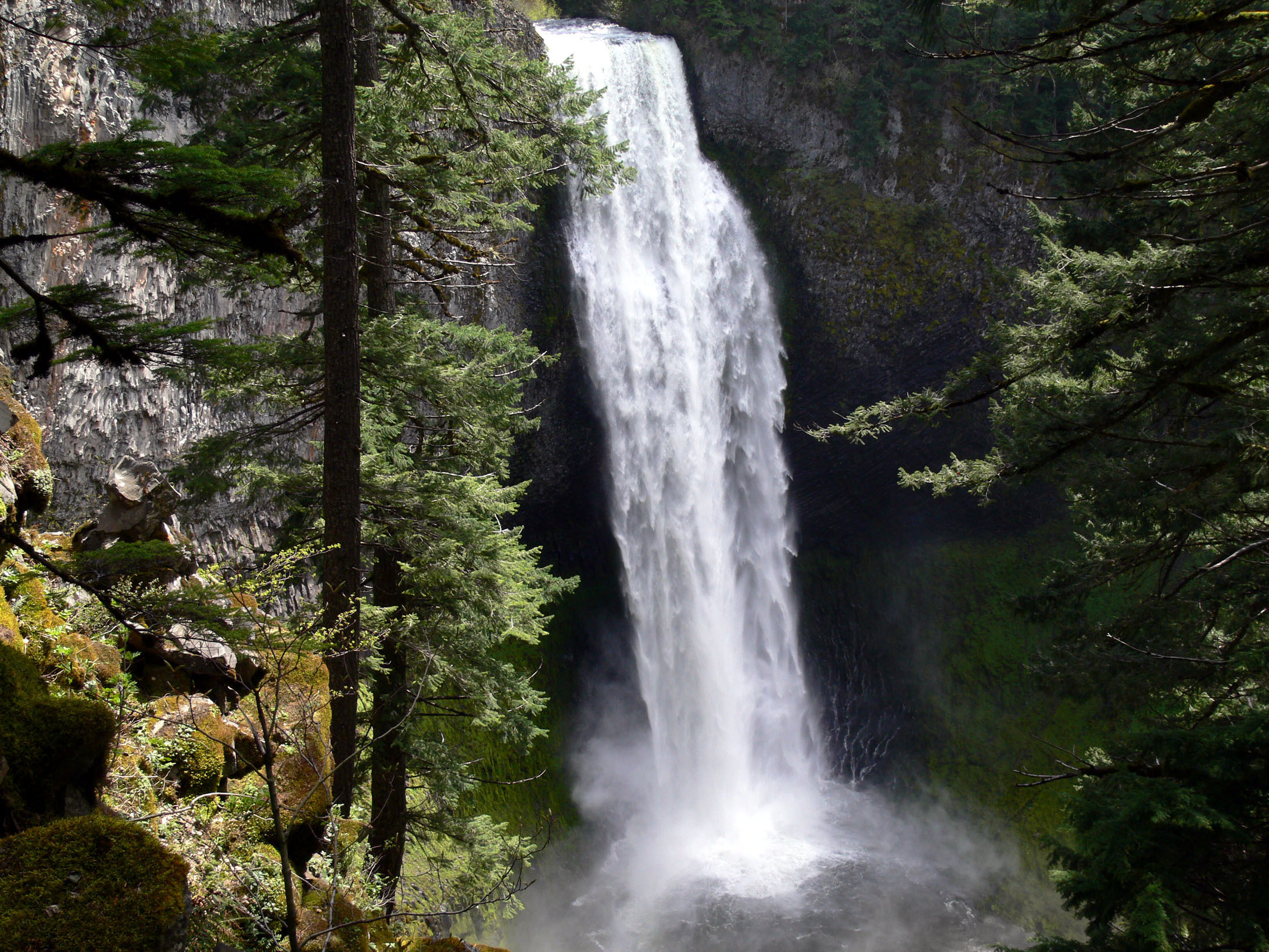 An image depicting the trail Willamette National Forest and its surrounding area.