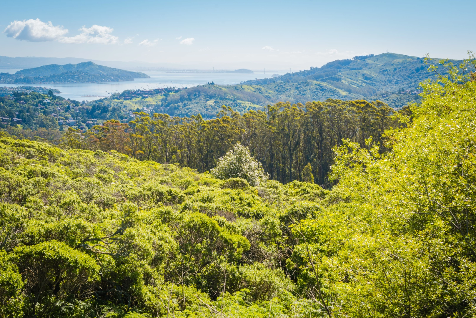An image depicting the trail Mount Tamalpais West Point via Matt Davis Loop Trail and its surrounding area.