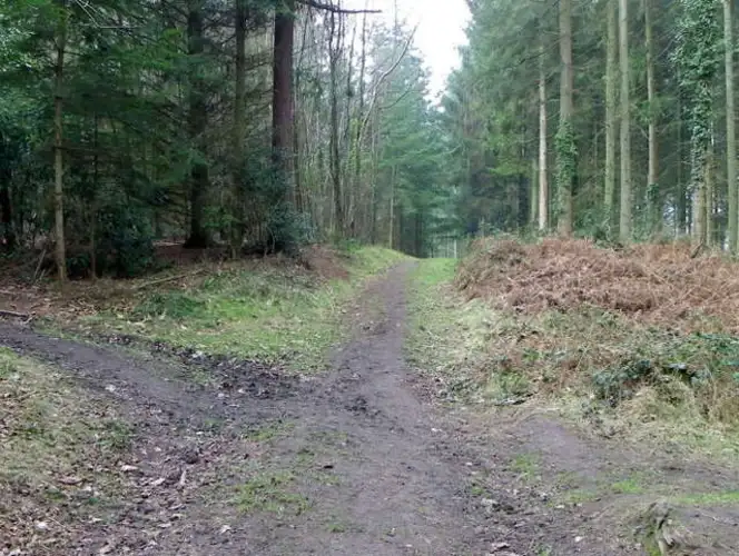 Shear Water and Foxholes Plantation Loop