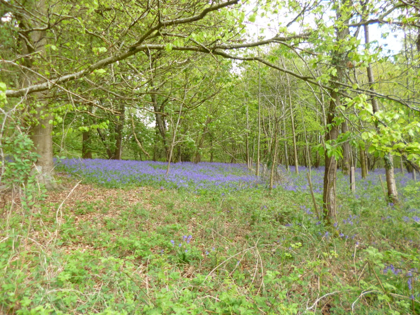 An image depicting the trail The Beeches and Breamore Wood Loop and its surrounding area.