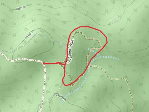 Carabeen Walk
