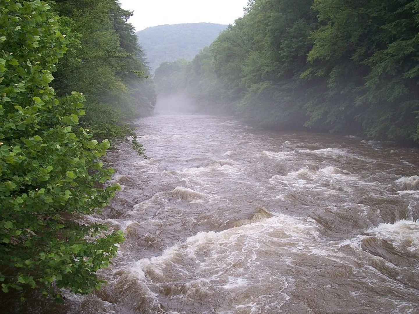 An image depicting the trail Lick Branch Trail and its surrounding area.