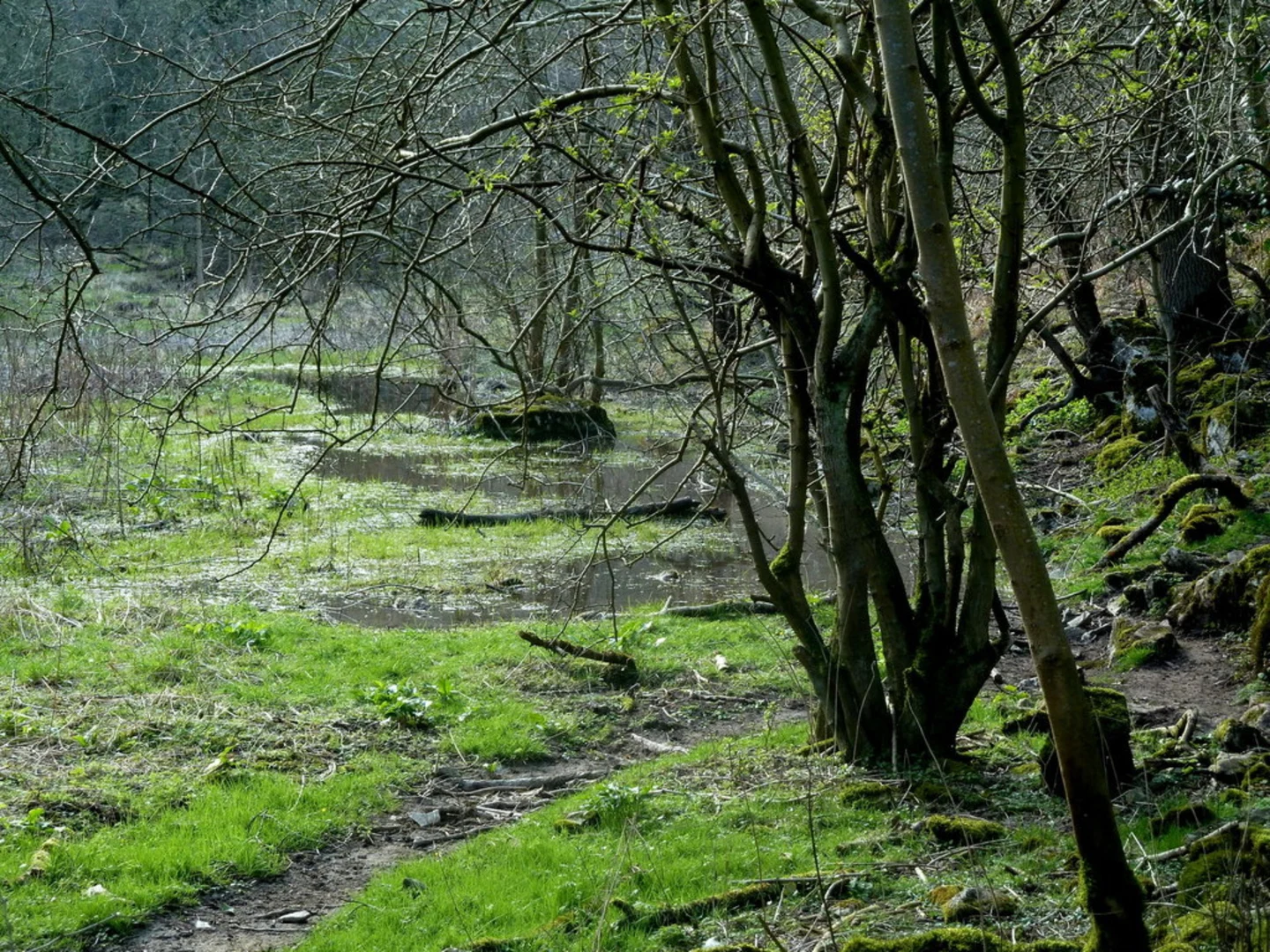 An image depicting the trail Derbyshire Dales NNR and its surrounding area.