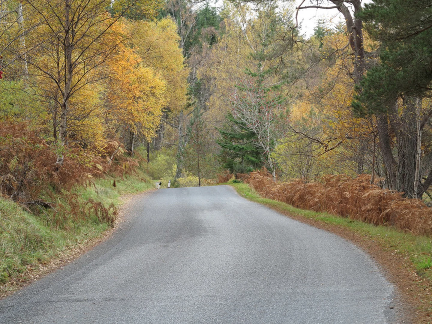 An image depicting the trail Carie Trail and its surrounding area.