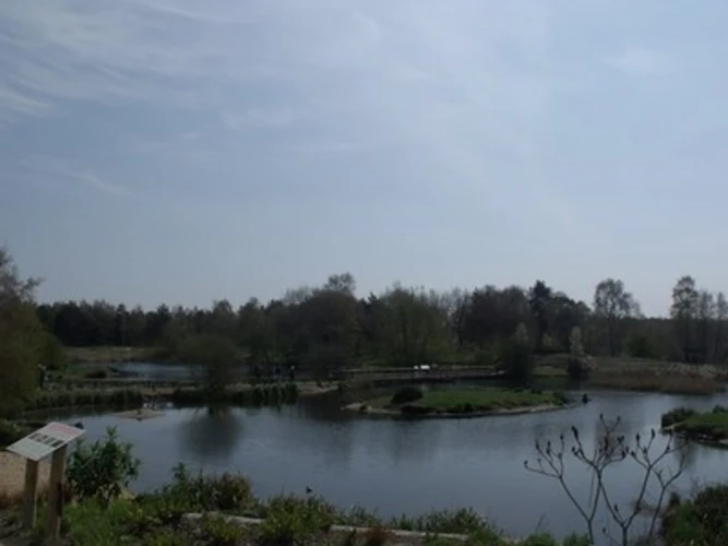Porter, Old Squaw and Sharmans Lake Loop - Pensthorpe Nature Reserve