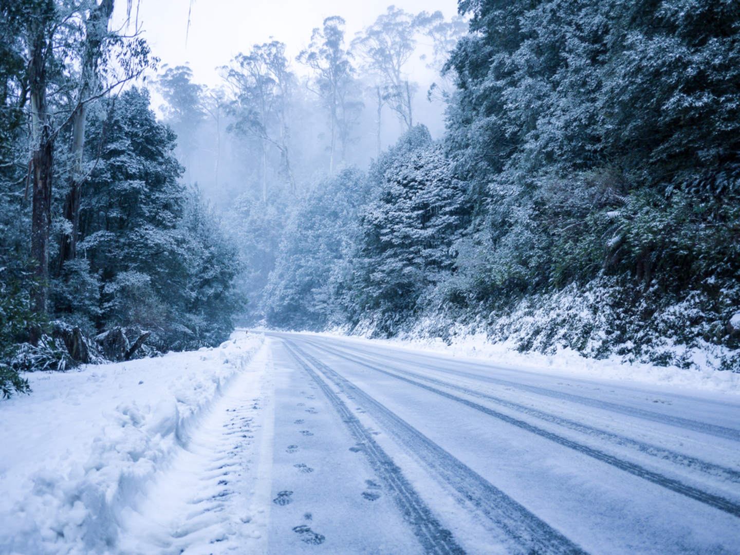 An image depicting the trail Mt Donna Buang Trail - Long and its surrounding area.