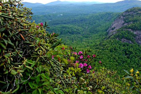 Wild Azalea Trail