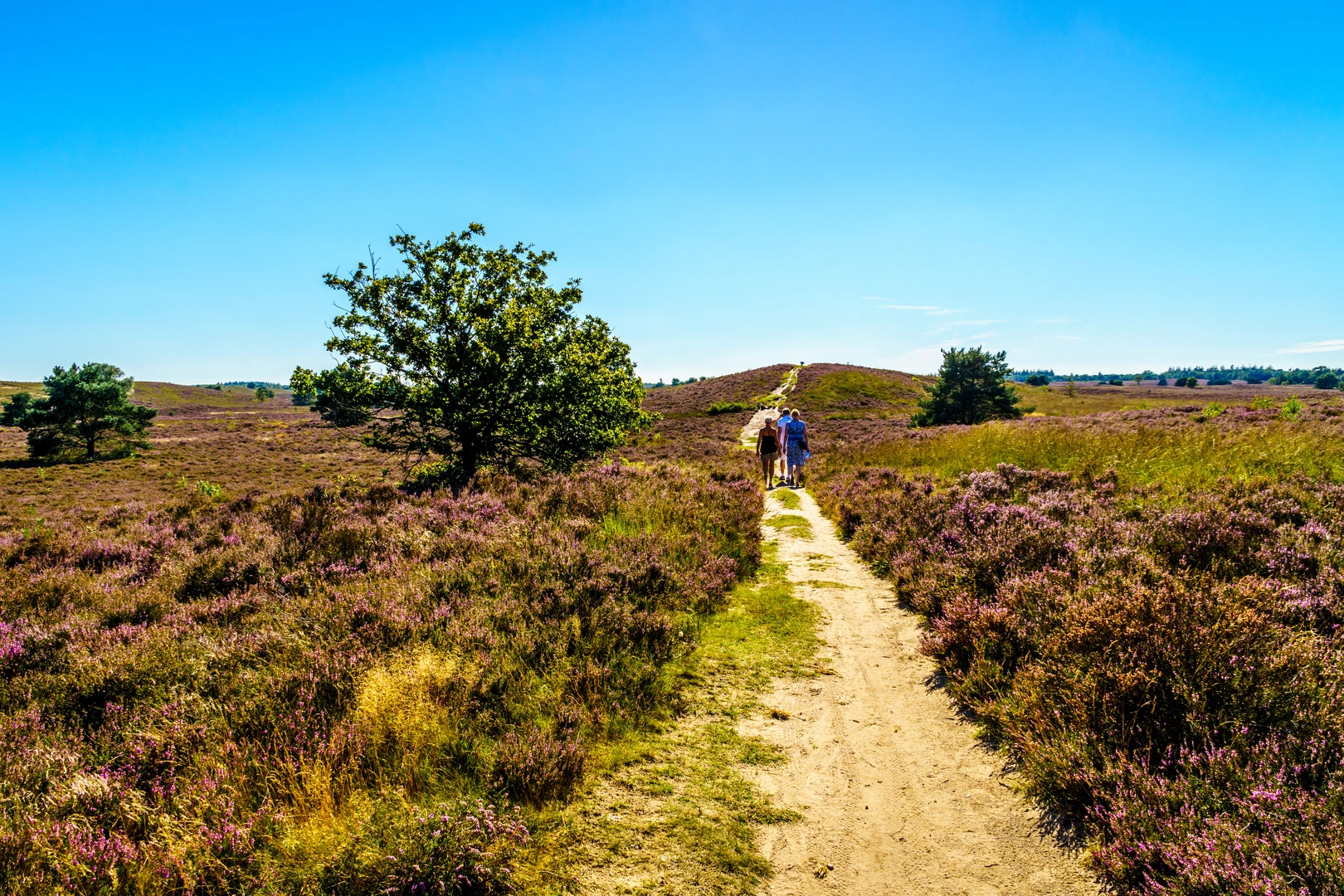 An image depicting the trail Berkenhorst and Elspeeterveld via Schaar Weg and its surrounding area.