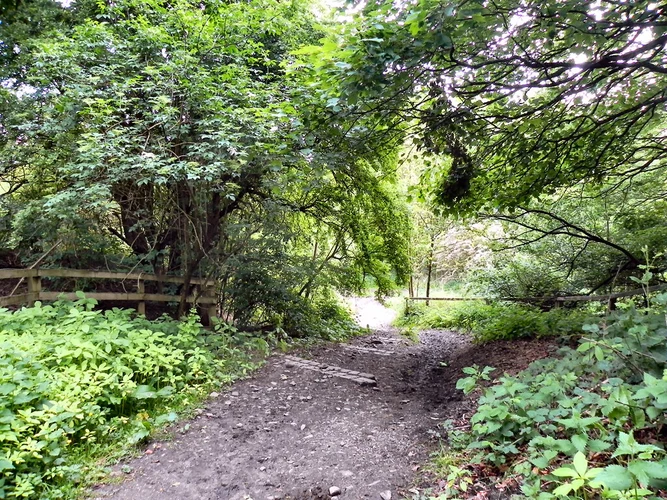 Hurst Wood Loop Walk