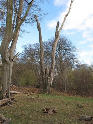 Frithsden Beeches and Webb Copse Loop