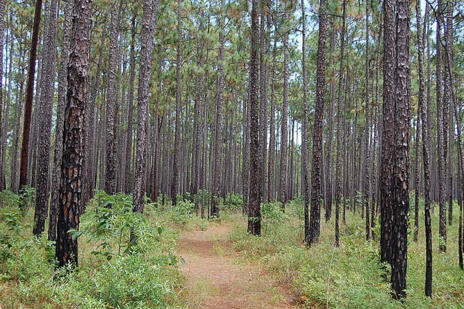 An image depicting the trail Palmetto Trail - EN and its surrounding area.