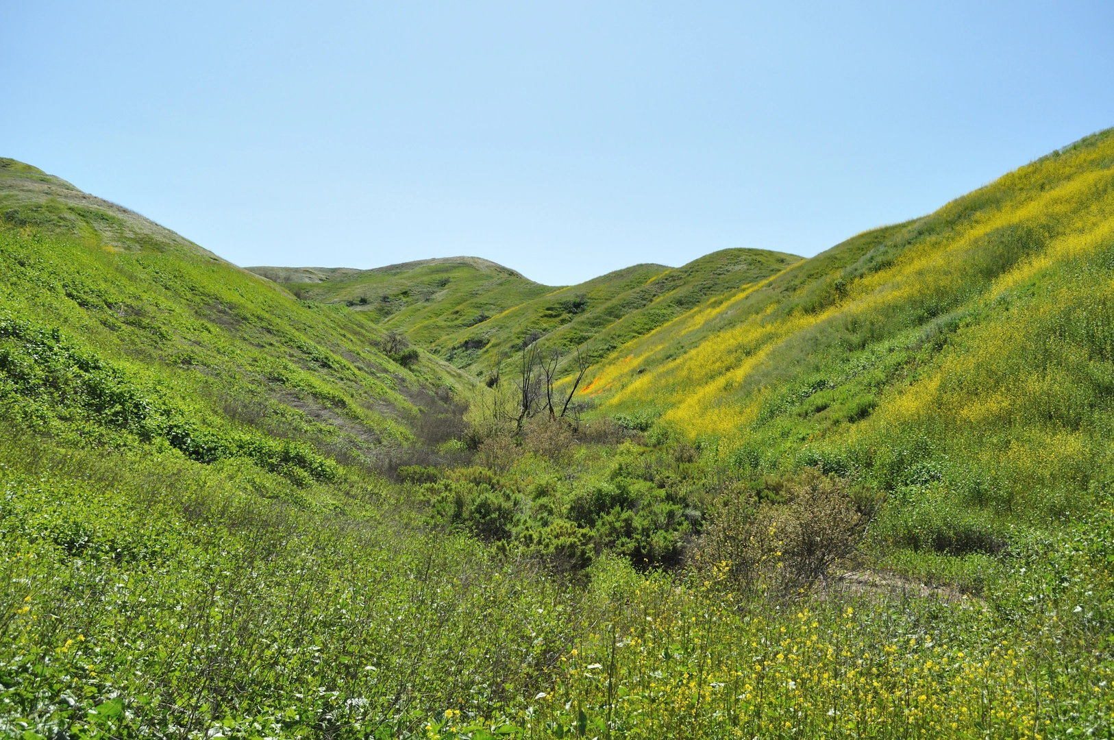 An image depicting the trail Telegraph Canyon and South Ridge Loop Trail and its surrounding area.