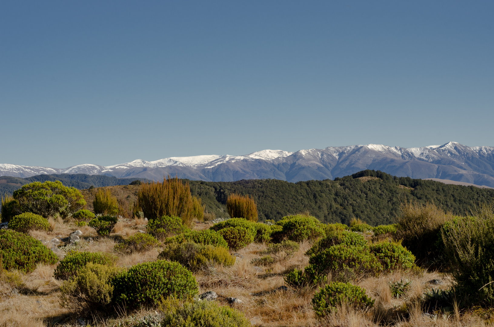 An image depicting the trail Mount Thomas Loop via Summit and Ridge Tracks and its surrounding area.